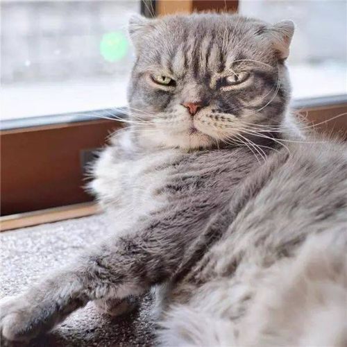 抖音怎么开店卖宠物狗猫