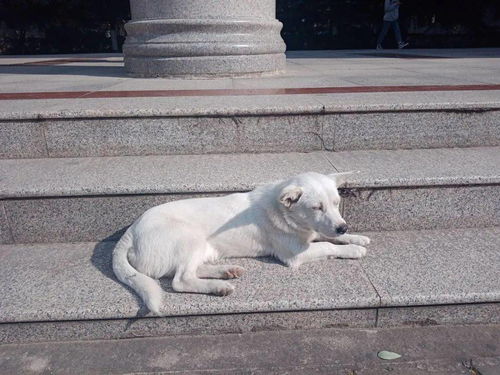 宠物猫怎么嬉闹