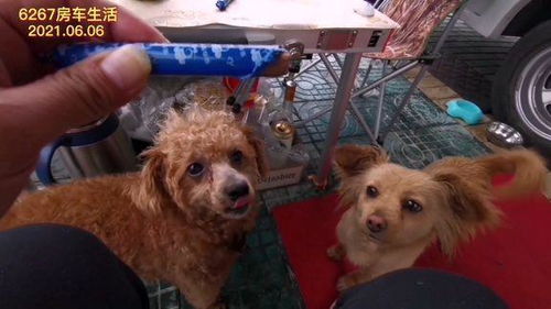 养了宠物狗就怀孕怎么办