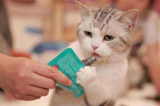 宠物猫主人怎么喂食好