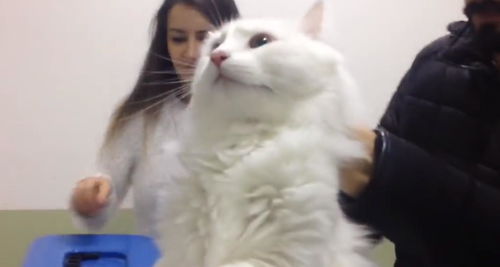 怎么跟宠物猫打针