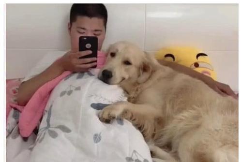 宠物狗舔沙发怎么回事儿