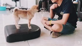 小宠物狗不咬人怎么办呢