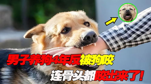 宠物狗被大狗咬了怎么办
