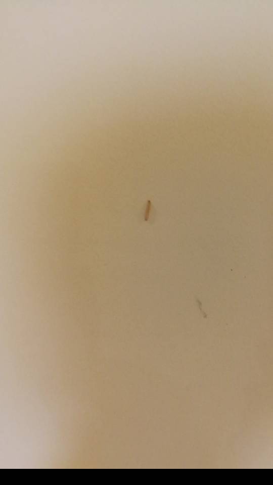 宠物狗有小白虫怎么办啊
