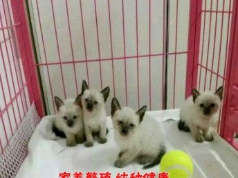宠物猫疫苗怎么扎