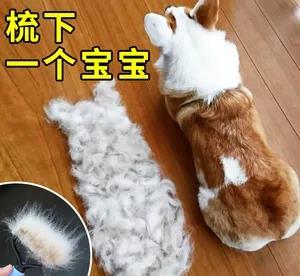 小宠物狗掉毛少怎么办