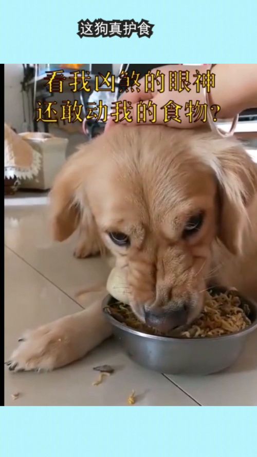小宠物狗护食怎么办呢