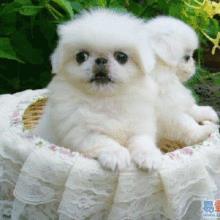 卖宠物狗怎么做好销售呢