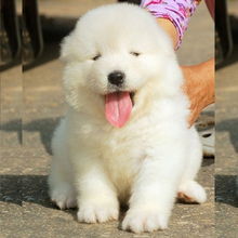 萨摩犬黑色多少钱