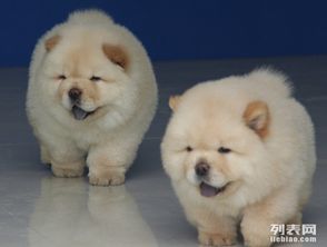 纯种松狮犬多少钱一只