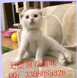 折耳猫幼猫多少钱一只