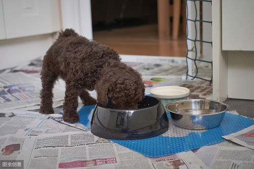 泰迪犬一个月吃多少狗粮