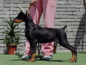 德系杜宾犬多少钱