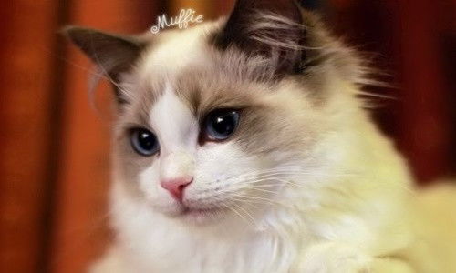 小布偶猫多少钱一只
