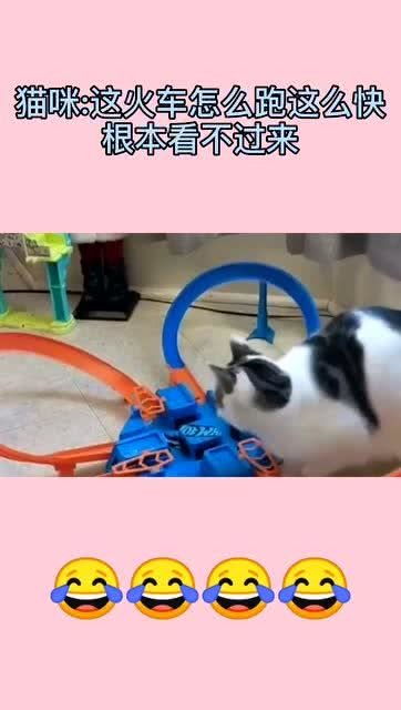 火车怎么带走宠物猫呢