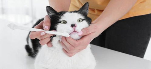 宠物猫牙膏怎么做