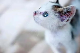 宠物猫耳朵进虫子怎么办