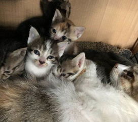 宠物猫丢失杭州怎么处理