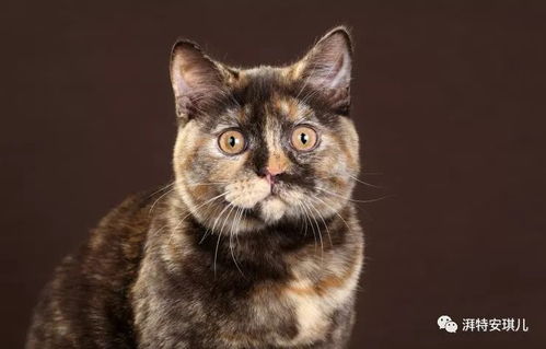 宠物猫怎么流行的