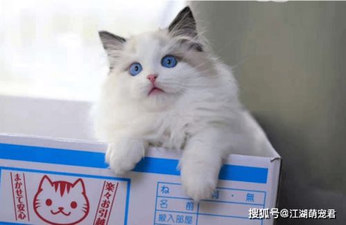 宠物猫怎么才能赚钱