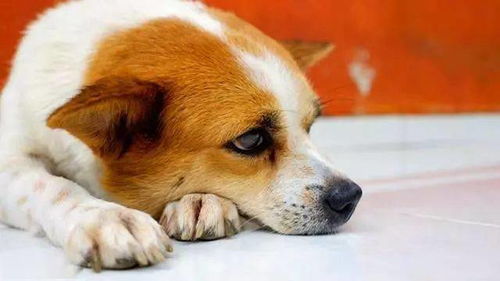回家过年宠物猫怎么在家