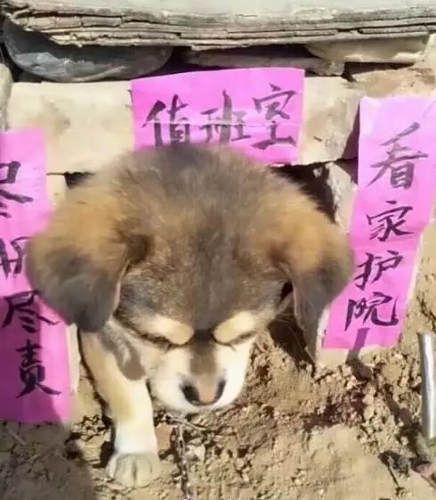 过年回家宠物狗该怎么办