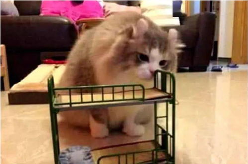 宠物猫窝怎么安装