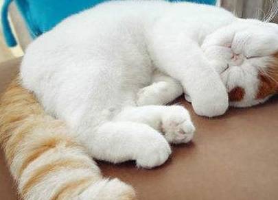 怎么和朋友讨论宠物猫