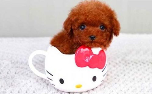 茶杯犬需要多少元
