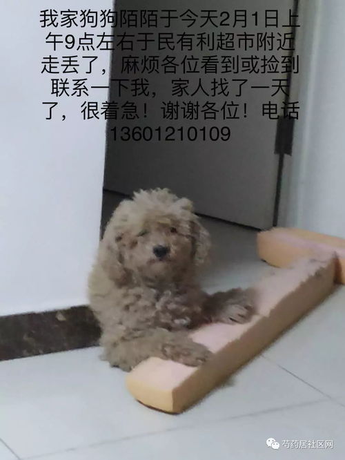 小宠物狗走丢了怎么办啊