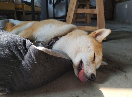 宠物狗总抽搐是怎么回事