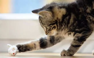 宠物猫怎么这么蠢