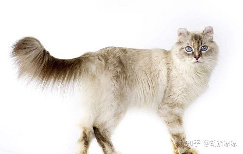 宠物猫怎么调食量