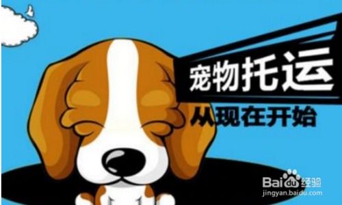 狗狗托运要多少钱
