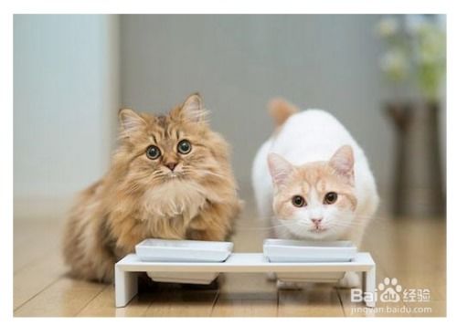 怎么可以换宠物猫粮