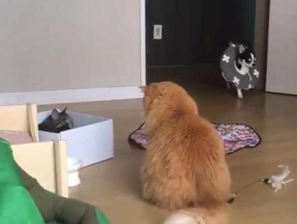 怎么才能抢到宠物猫呢
