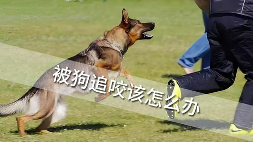 追赶宠物狗被咬怎么办啊