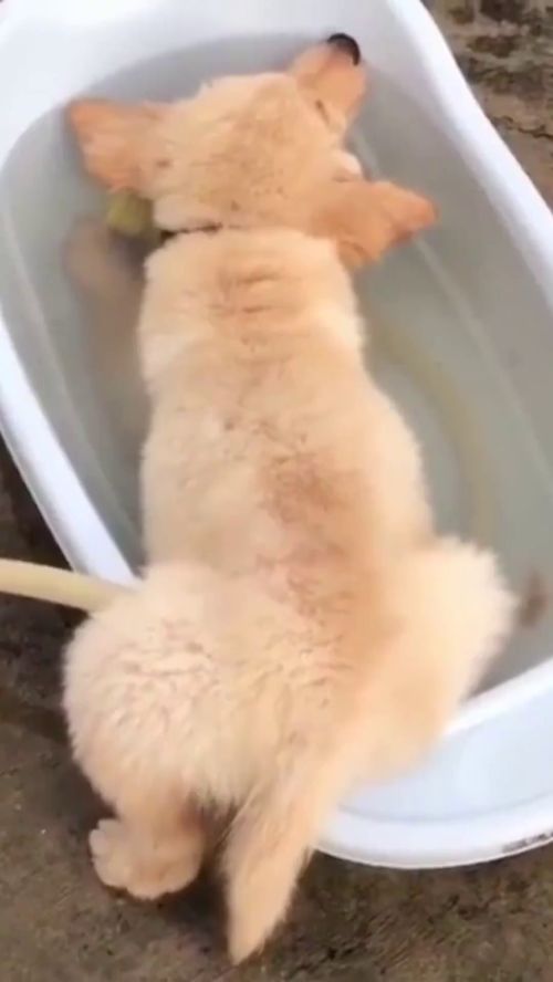 家有宠物狗傻狗怎么办呢