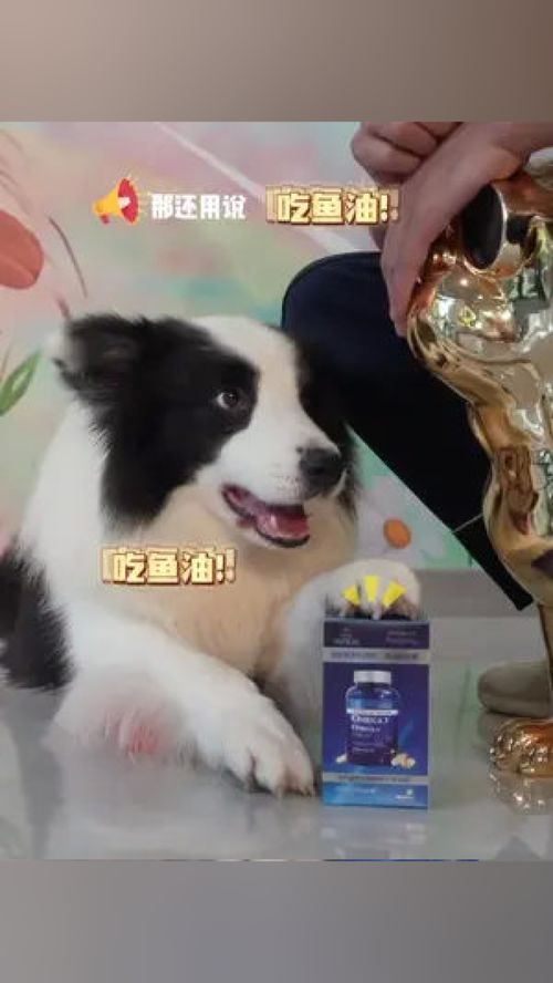 边牧宠物狗零食怎么吃