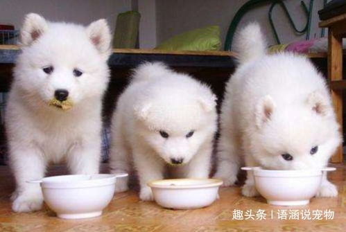 宠物狗吃太饱会怎么样