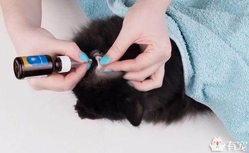 宠物猫耳朵怎么擦干净