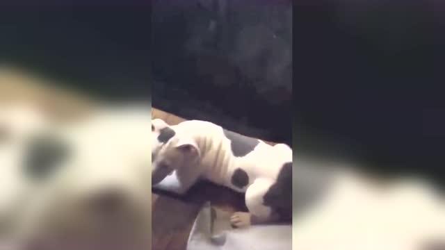 宠物狗在家里乱跑怎么办