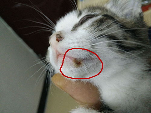 宠物猫烂嘴巴怎么回事儿