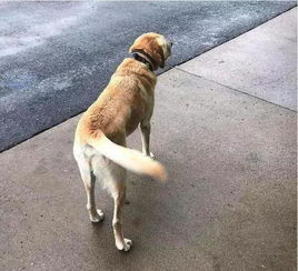 遇到遗失的宠物狗怎么办