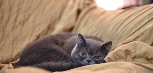 怎么分析它是宠物猫