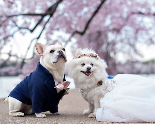 带宠物狗婚纱照怎么拍的