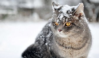 宠物猫怎么过冬天