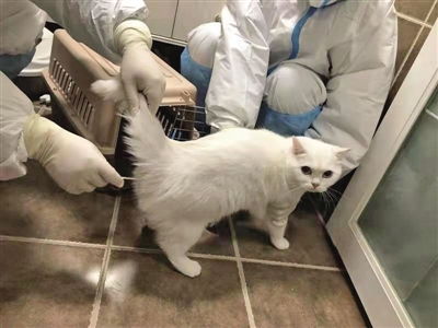 怎么防御宠物猫