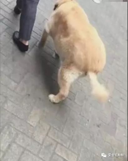 宠物狗走路慢怎么回事儿